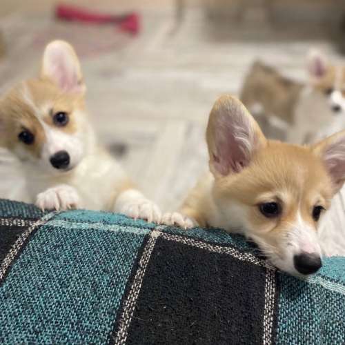 Корги в краснодаре. Вельш корги кардиган. Корги с висячими ушами. Hillberry love ambassador кобель пемброк. Вельш корги спб.