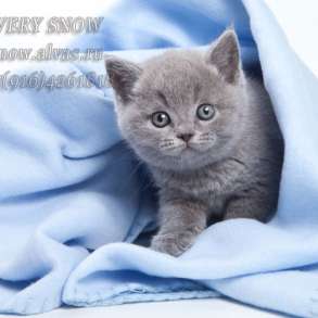 Голубые британские котята, в Москве