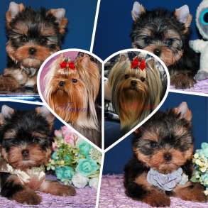 Щенки Йорков. Два мальчика и три девочки, в Москве