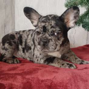 Французский бульдог, в г.Брест