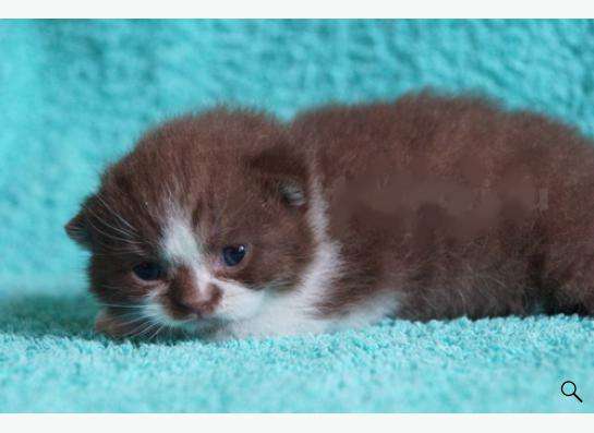 Коты и кошки британские в Новокузнецке фото 20