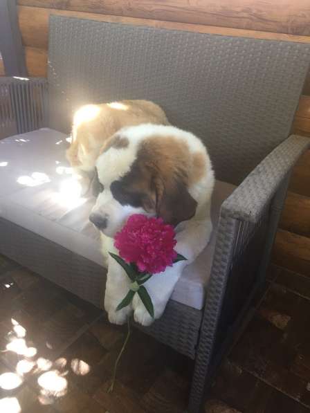 Щенки сенбернара в фото 55