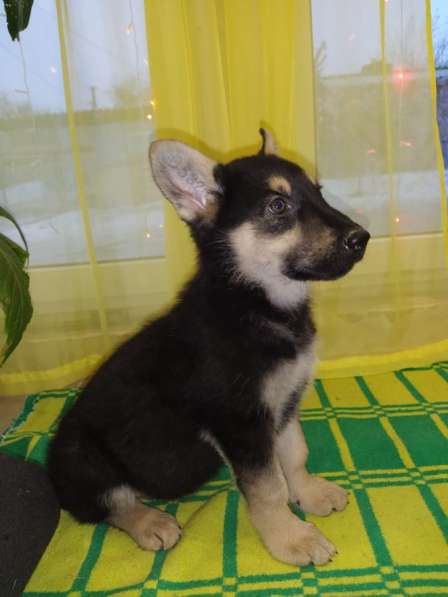 Щенки ВЕО в Волгограде фото 3