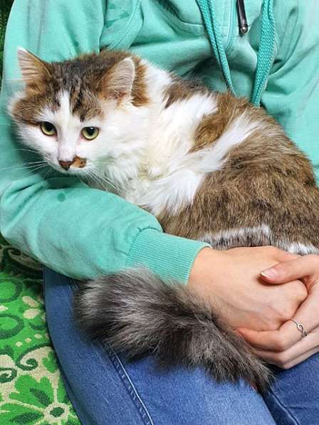 Невероятно любящий людей молодой котик Бакс ищет дом в Москве