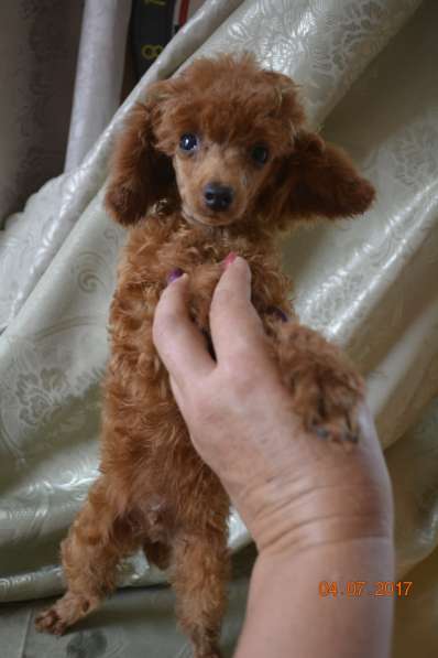 Той пудель абрикосового окраса в Славянске-на-Кубани фото 10