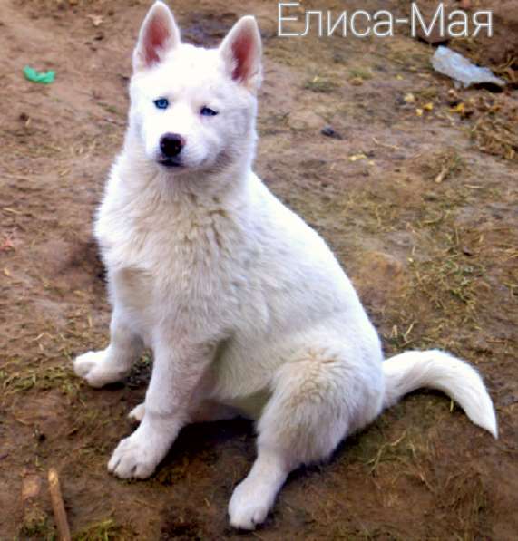 Белоснежные щенки сибирский хаски в Красноярске фото 3