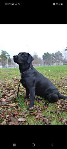 Щенки лабрадора в Казани фото 5