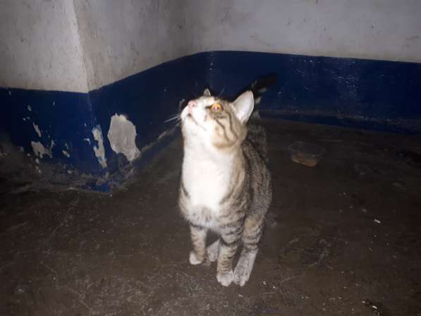 Ласковый котик в Анжеро-Судженске фото 4