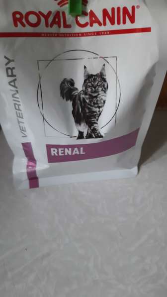 Сухой корм для кошек для лечения почек