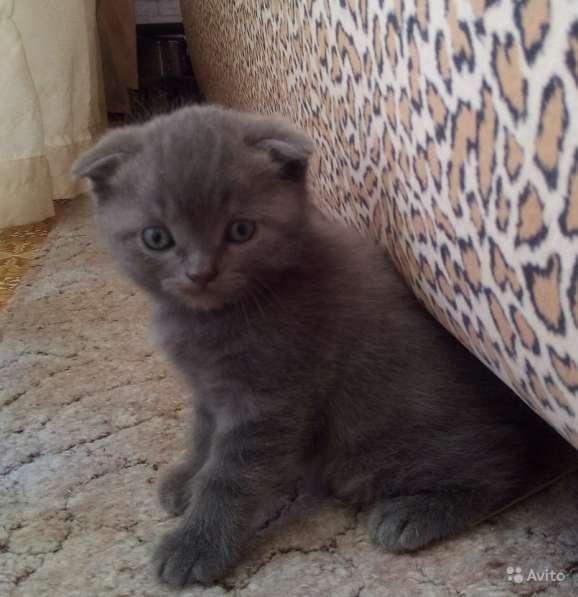 Котята в Челябинске фото 12