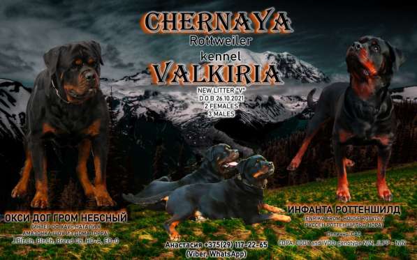 Собака в фото 5