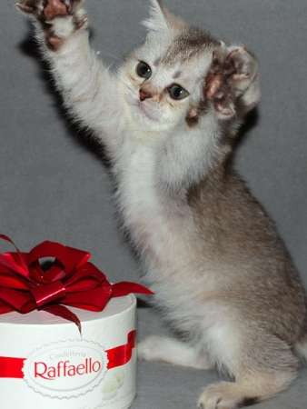 Кот в Санкт-Петербурге