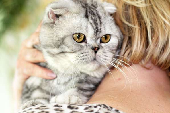 Вислоухий котик Оскар ищет дом
