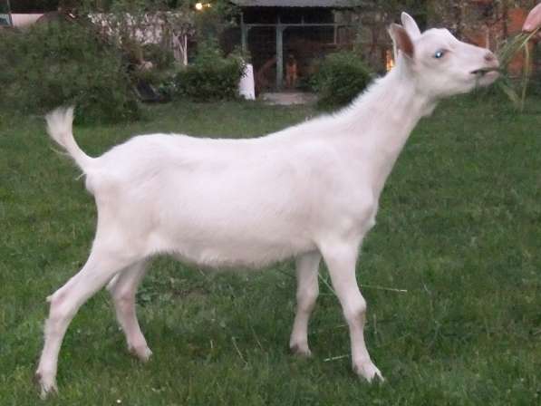 Чистопородные зааненские козлики в Голицыне фото 14