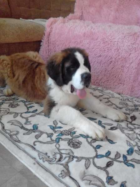 Юный щенок в Белово фото 7