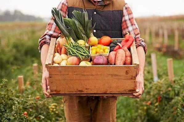 Фермерские продукты, здоровое питание, домашняя еда