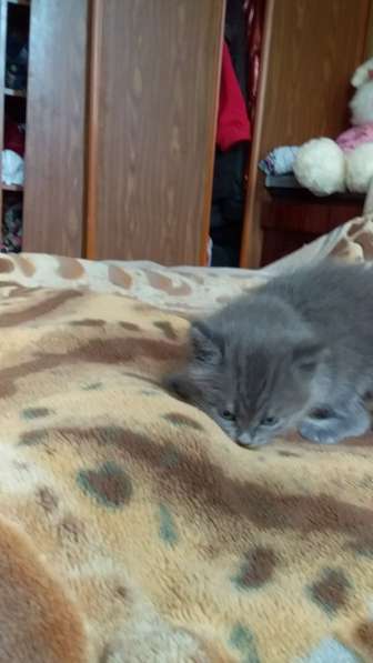 Котята в добрые руки в Туле фото 12