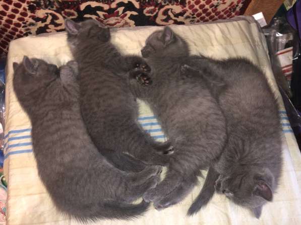 Британские котята в Москве фото 4