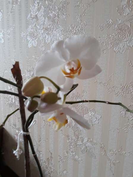 Орхидея фаленопсис в Москве фото 4
