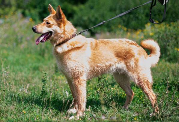 Солнечная красавица Перси, ласковая и умная собака в дар в Москве фото 4
