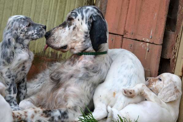 Английский сеттер щенки из элитного питомника в Москве фото 155
