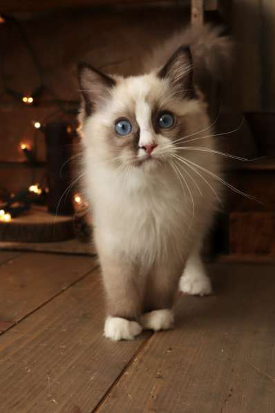 Beautiful Ragdoll kittens в фото 5