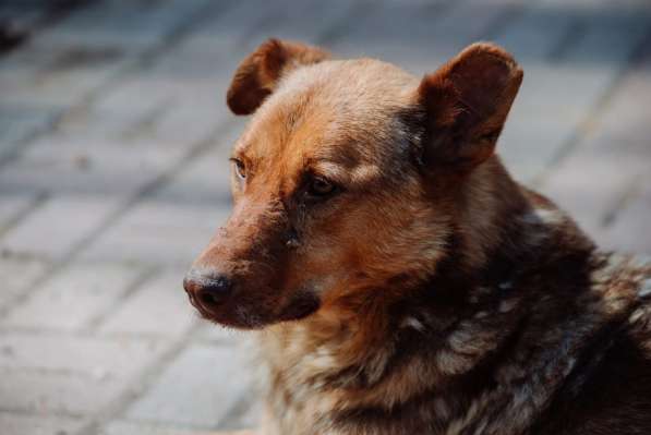Представительный молодой пёс в дом в Санкт-Петербурге фото 12