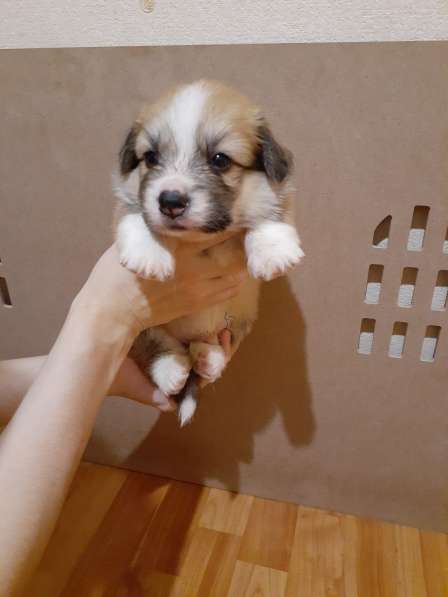 Щенки вельш корги пемброк в Пушкино фото 15