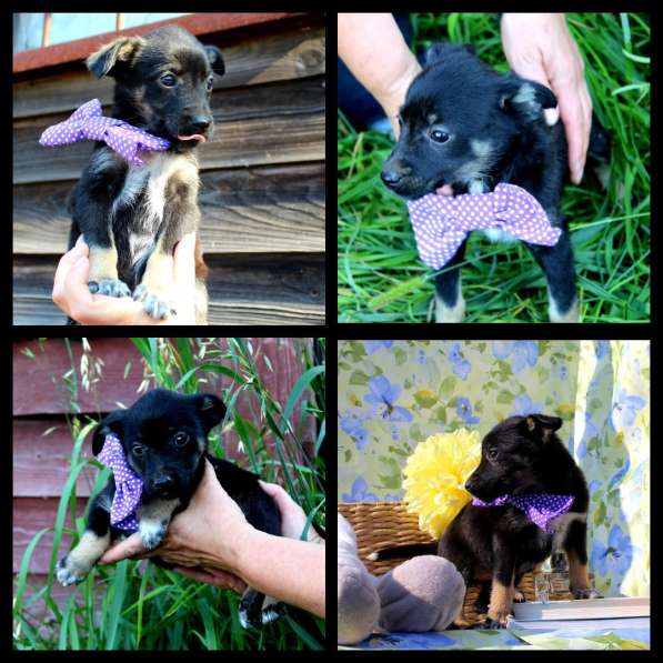 Щенки банда целая в добрые руки в Москве