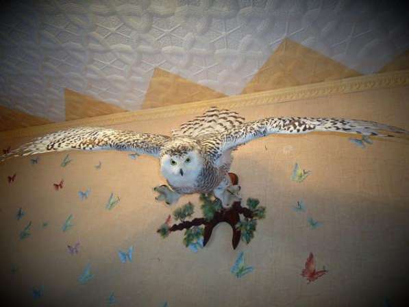 Изготовление чучел животных на заказ (таксидермия) в Москве фото 5