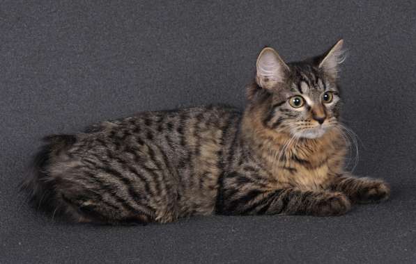 Котята курильского бобтейла в Пензе фото 8