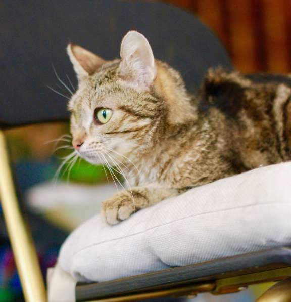 Потрясающего мраморного окраса кошка Сулико в дар в Москве фото 4