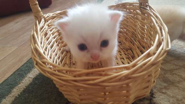 Котёнок в Москве фото 11