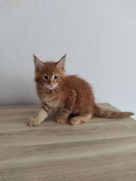 Meincoon мейн кун котята в фото 21