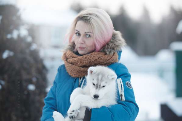 Очаровательный щенок Сибирский Хаски от интерчемпиона в Санкт-Петербурге