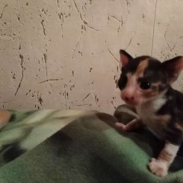 Замурчалки Корниш-рекс