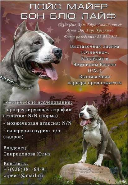 Голубой кобель. Вязка