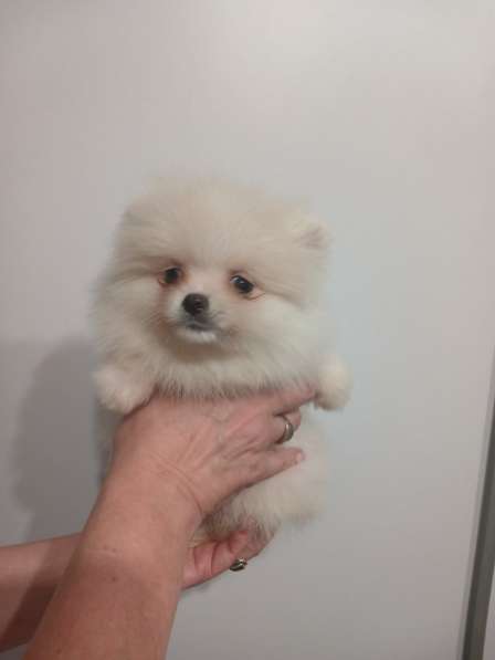 Pomeranian spitz. Micro mini girl