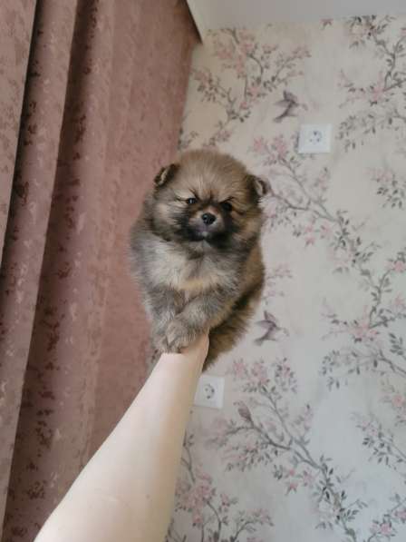 Щенки шпица крем и рыжие в Москве