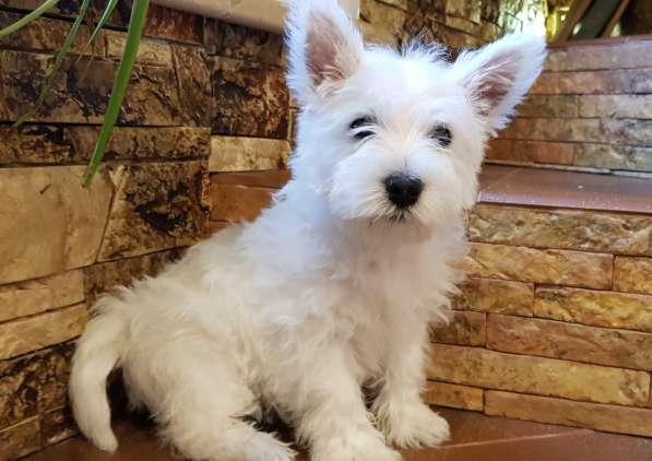 Очаровательная девочка Вест Хайленд Вайт Терьер!