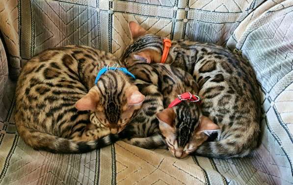 Бенгальские котята, шикарная кошечка, документы WCF, питомн в фото 25