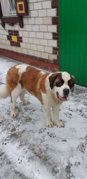 Щенки сенбернара в фото 19