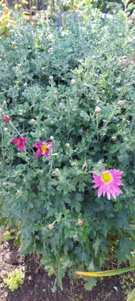 Цветы для сада в Киржаче