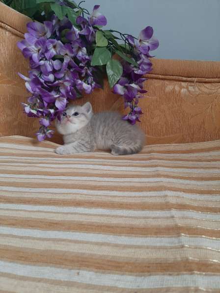 Британские шиншилы в Москве фото 8