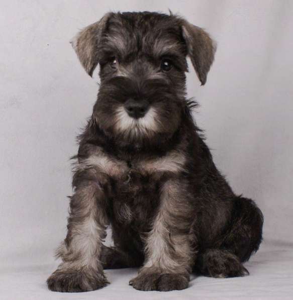 Цвержата в поисках самых лучших хозяев в Самаре фото 19