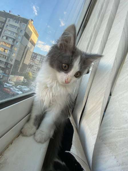 Котёнок отдам в добрые руки в Красноярске фото 3