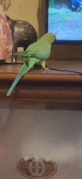 Ожереловый попугай в Самаре фото 4
