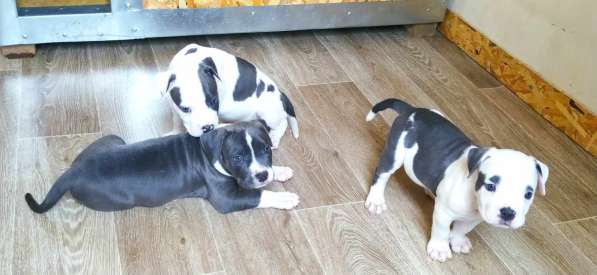 Мощные щенки амстаффа голубых кровей в фото 21