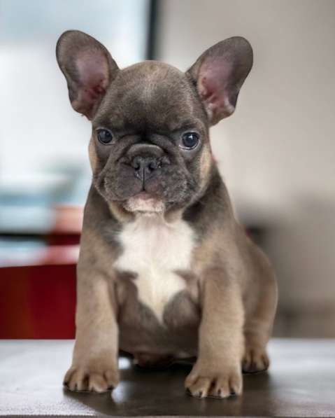 French bulldog в 