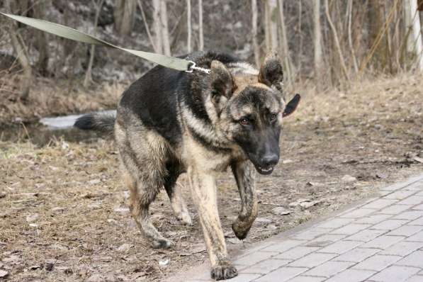 Брутальный пес, 75 см в холке в Санкт-Петербурге фото 11